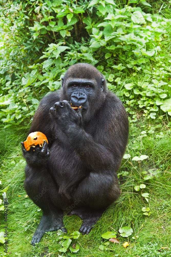 Naklejka premium Young gorilla eating fruit