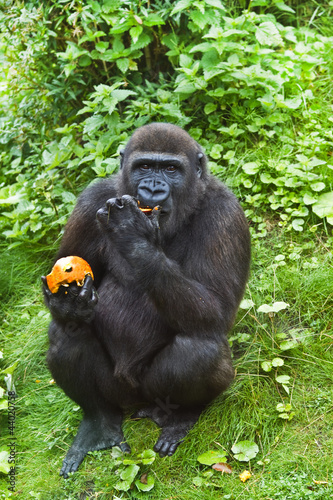Young gorilla eating fruit photo