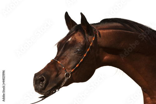 Purebred Arabian Horse isolated #44021996
