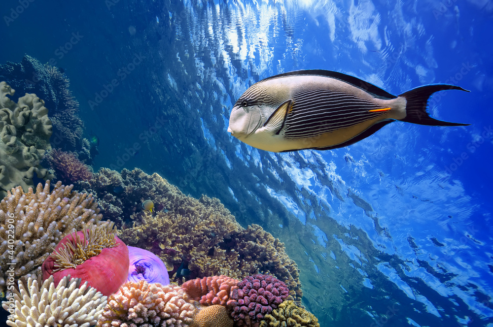 Naklejka premium Tropikalna ryba Acanthurus sohal i rafa koralowa