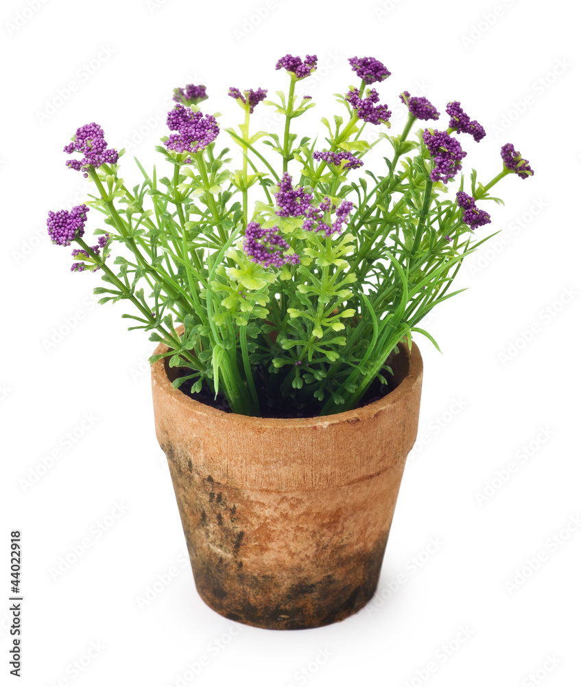 small beautiful flowers in flower pot