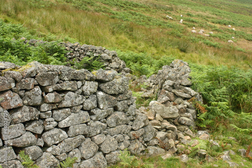 dry stone sheepfold in Cheviot Hill, England