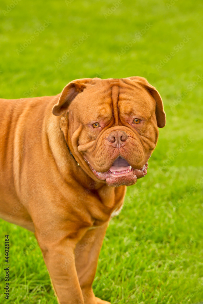 French Mastiff French Mastiff