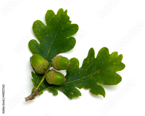 accorns with oak leafs