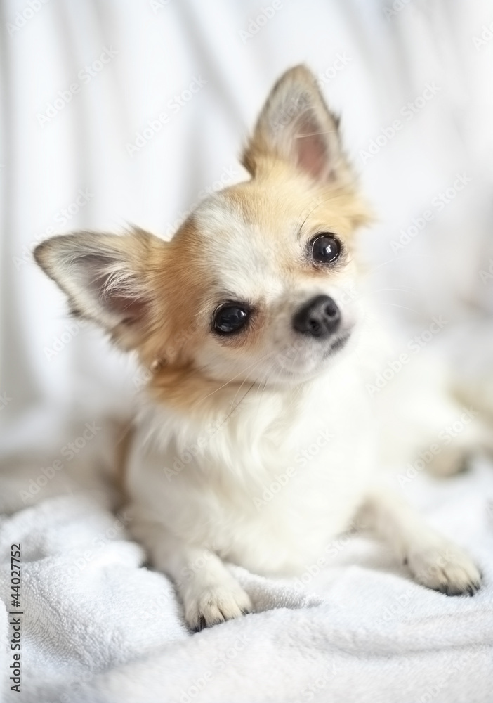 sweet chihuahua puppy close-up with tilting head