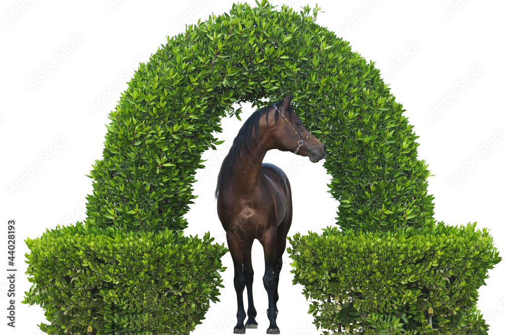 Purebred Arabian Horse isolated
