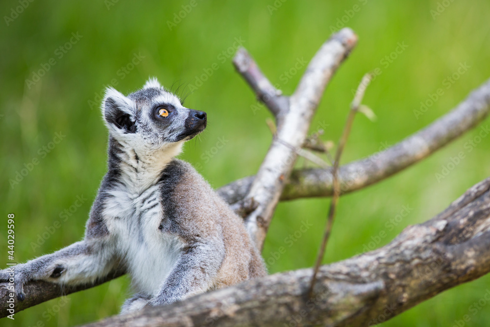 Fototapeta premium Lemur kata (Lemur catta)