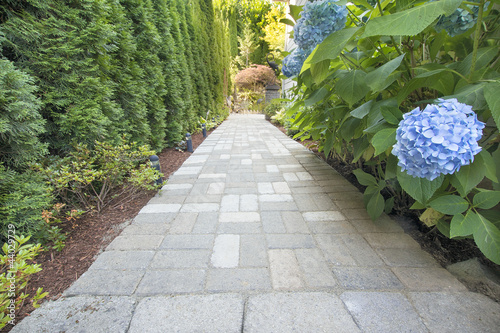 Hydrangea Flowers Along Paver Walkway photo