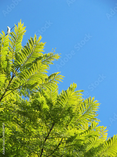 Light green branches of a tree in the blue sky