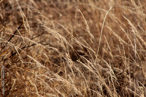 Photos Bushveld Grass