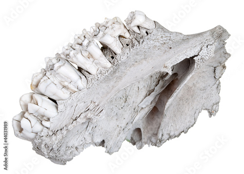 The jaw of an ancient herbivore