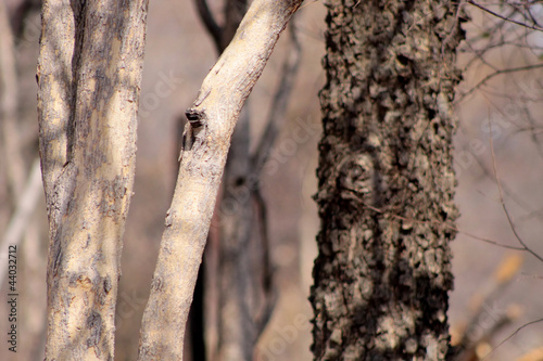 Bushveld Tree Trunks
