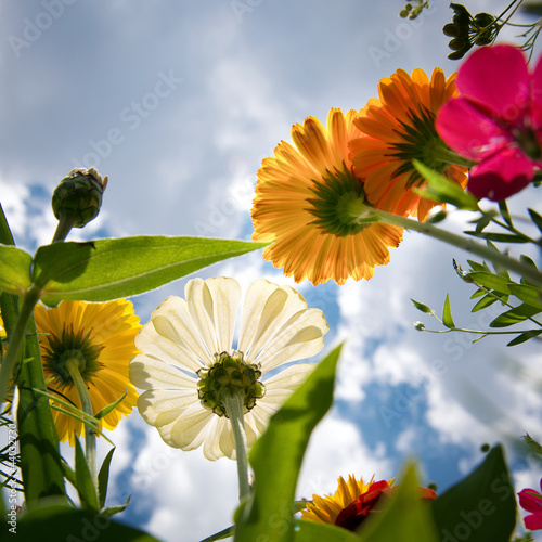 Fiori di campo photo