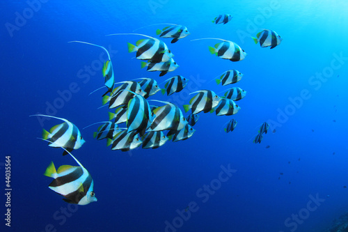 Schooling Bannerfish in blue water