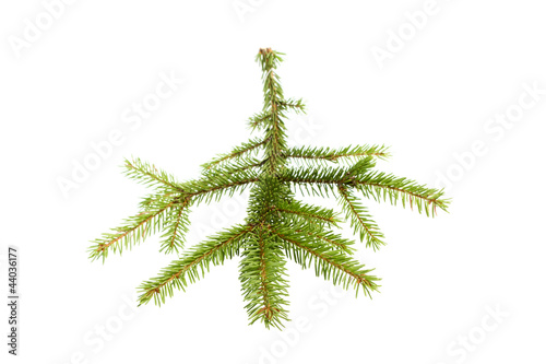 green fir tree branch on  white