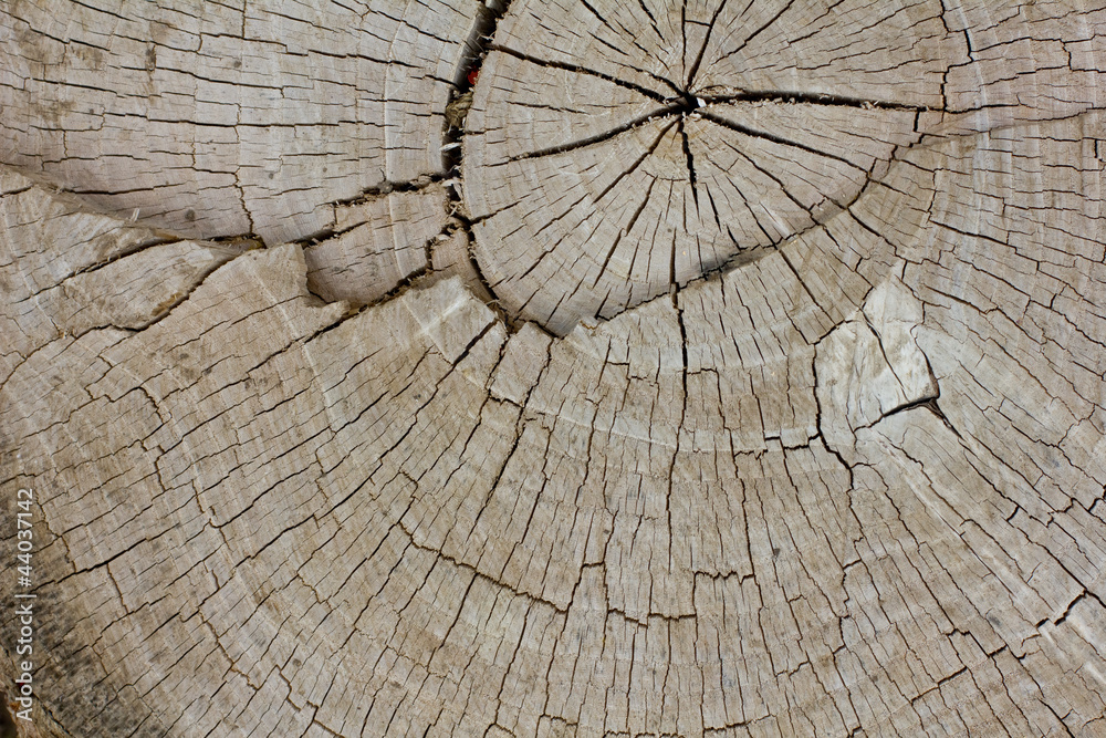 Fototapeta premium Wooden texture.