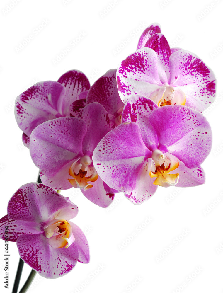 Orchid isolated on white background