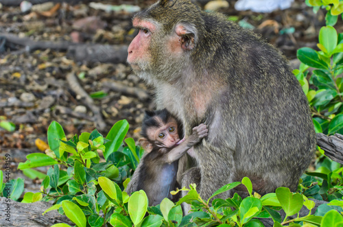 Baby monkey macaques breastfeeding . © boonsom