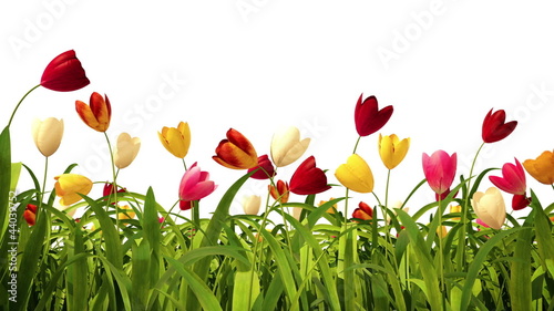 Colorful tulips with alpha channel