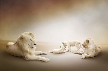 White lion family