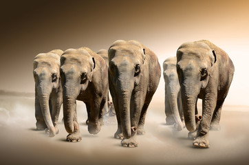 Herd of elephants