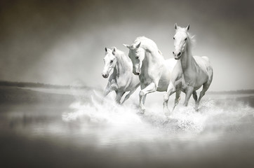 Herd of white horses running through water