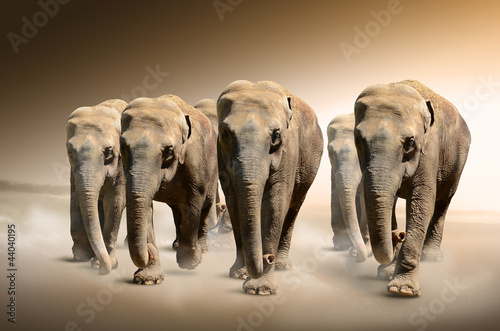 Herd of elephants #44040195