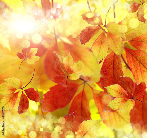 autumn  background