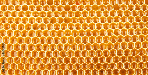 honeycomb full of honey closeup