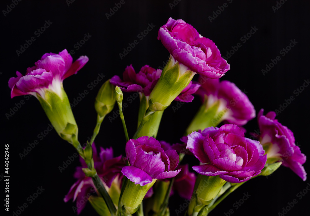 Obraz premium Carnation flower