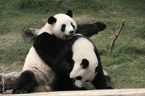 Fototapeta Naklejka Na Ścianę i Meble -  Giant panda bears playing together , China