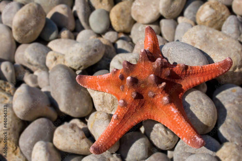 starfish close-up starfish close-up