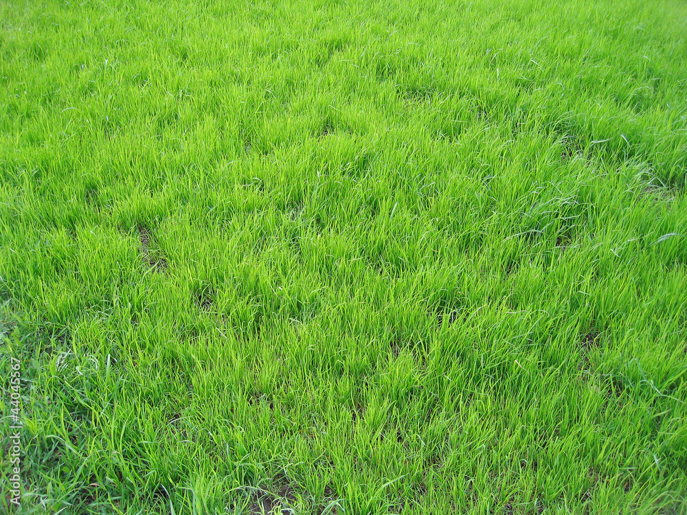 Green grass Green grass