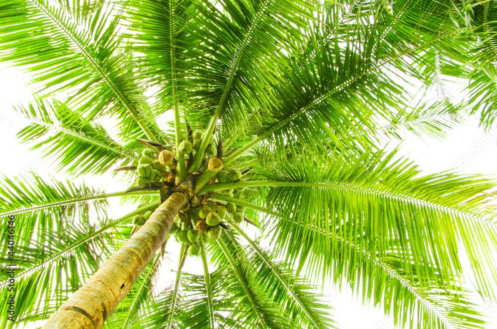 Naklejka premium Leaves of palm tree