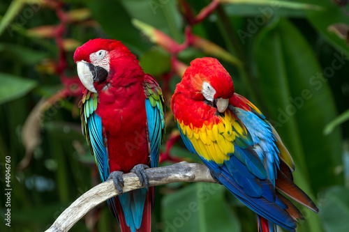 Couple of Green-Winged and Scarlet macaws in nature surrounding #44046760