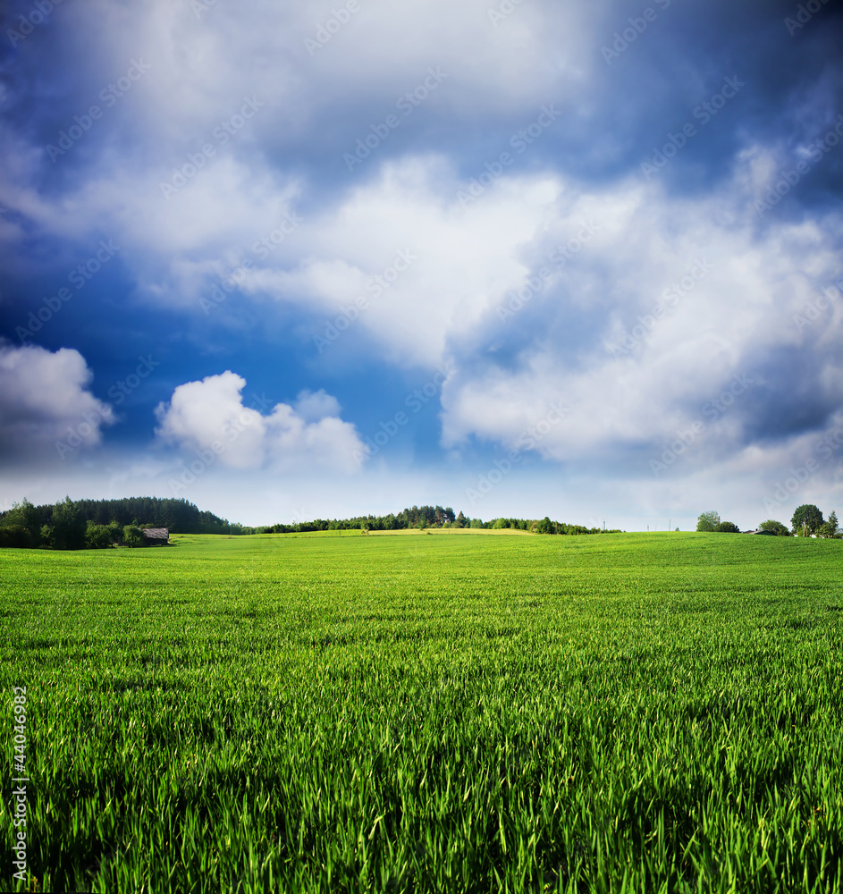 Green Field Background with blue sky, Lithuania Green Field Background with blue sky, Lithuania