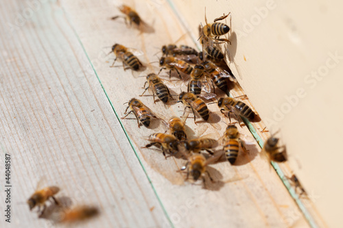 Bees. © Janis Smits