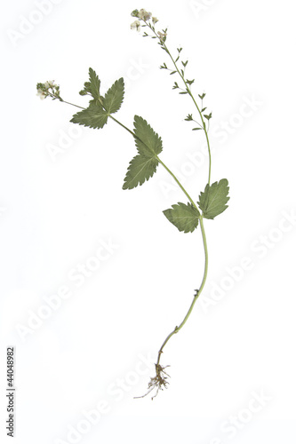 Gamander Ehrenpreis- Veronica chamaedrys photo