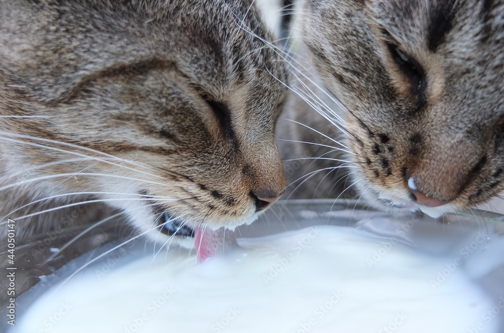Katzen lecken Milch StockFoto Adobe Stock