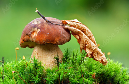 Cep mushroom in the moss at autumn