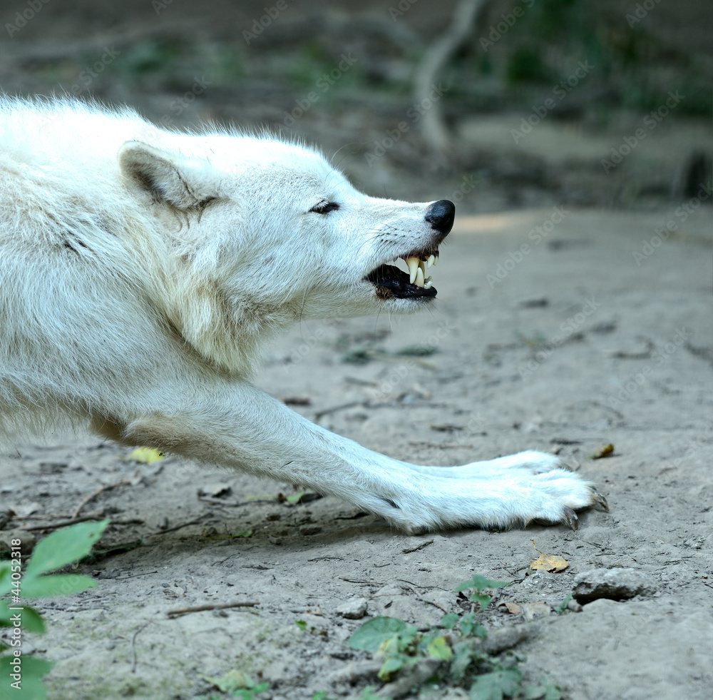 Naklejka premium Portrait of Wolf