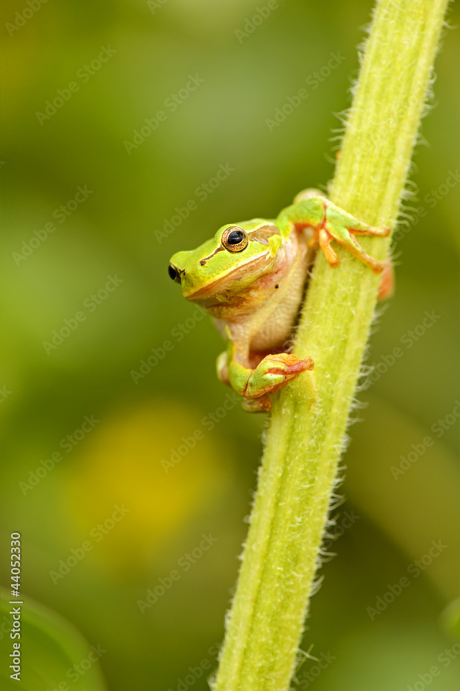 Portrait of Frog