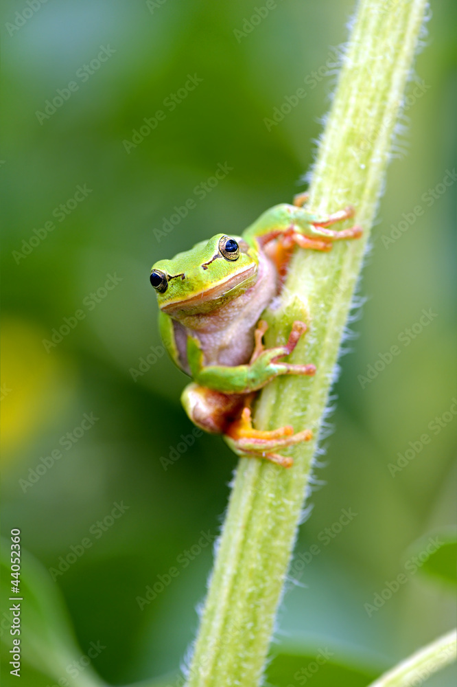 Fototapeta premium Portrait of Frog