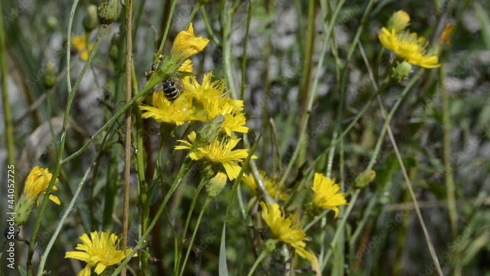 Rain and bee