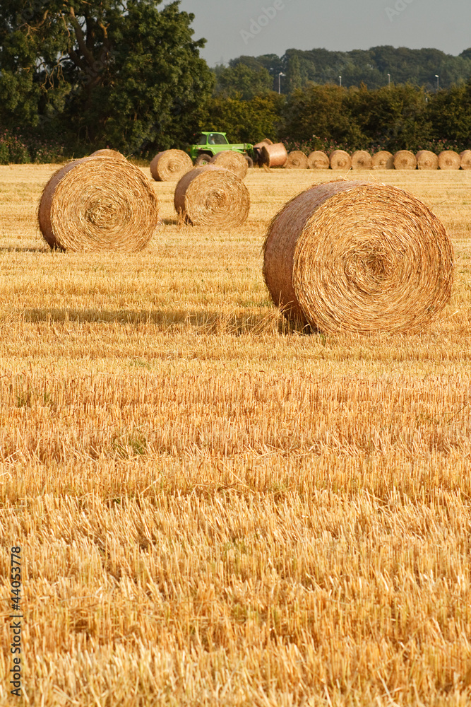 Naklejka premium Circular Straw Bales