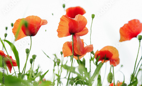 mohnblume