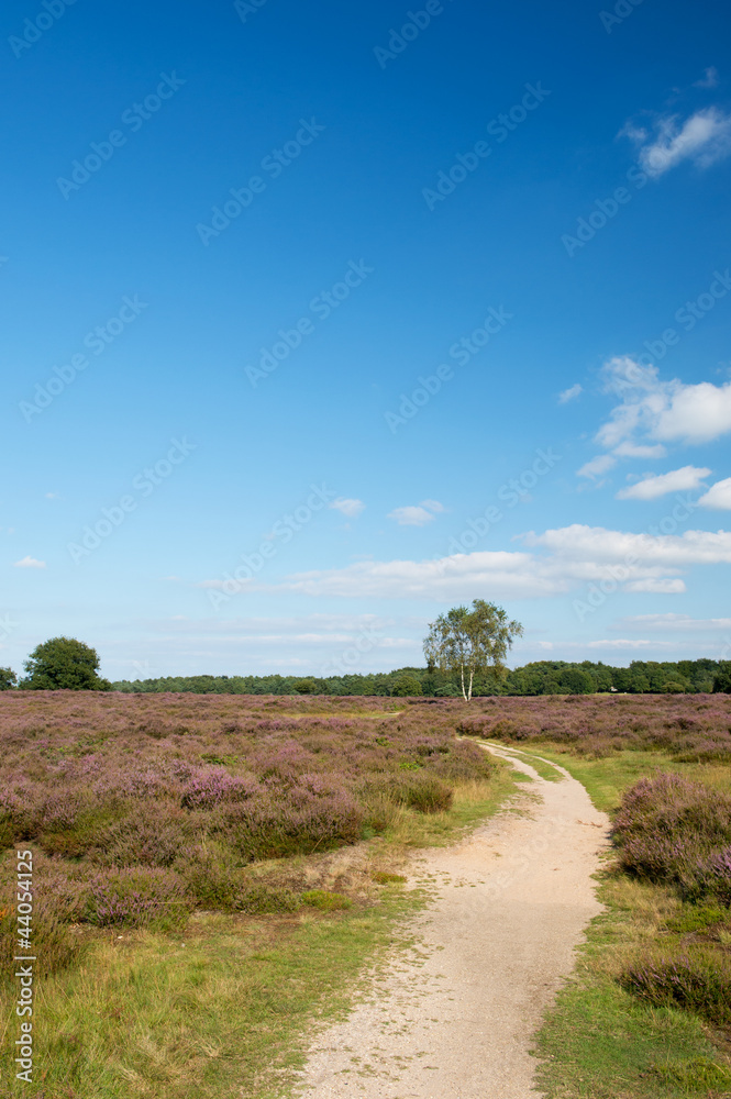 Obraz premium Heather landscape
