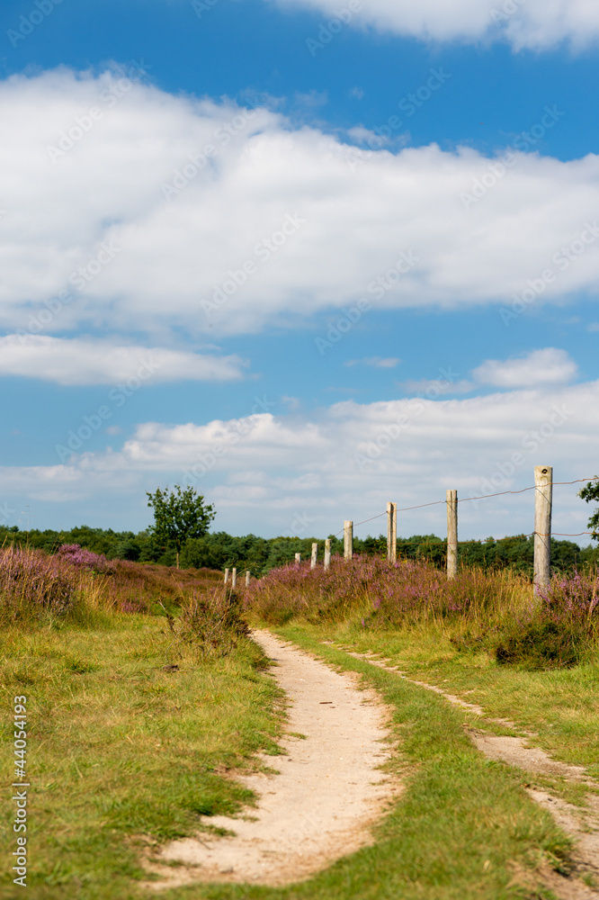Obraz premium Heather landscape
