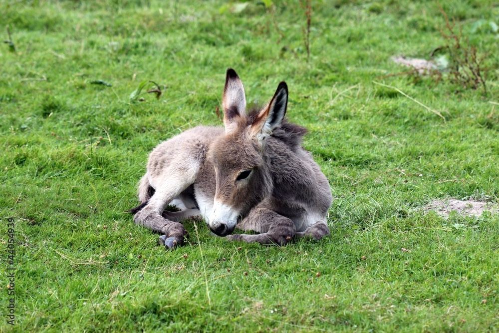 Fototapeta premium Ruhendes Eselfohlen