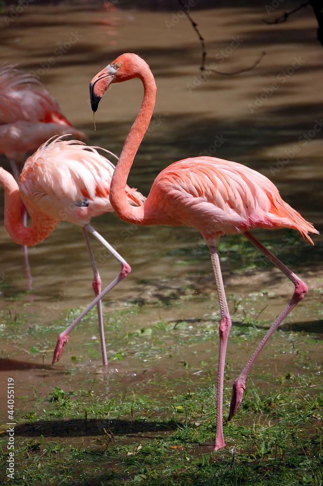 Flamingos close portrait